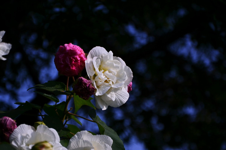 木芙蓉花欣賞