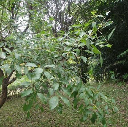 美麗的雞冠刺桐