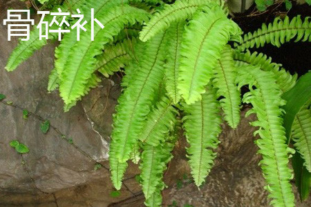 骨碎補(bǔ)