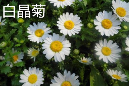 白晶菊植株.jpg