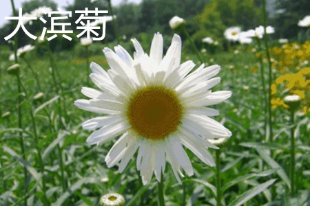 大濱菊，花.jpg