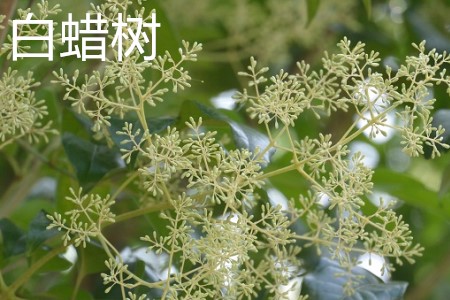 白蠟樹，花.jpg