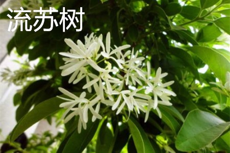 流蘇樹，花.jpg