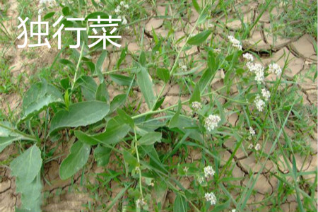 獨(dú)行菜