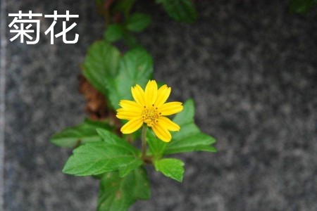 菊花，葉.jpg