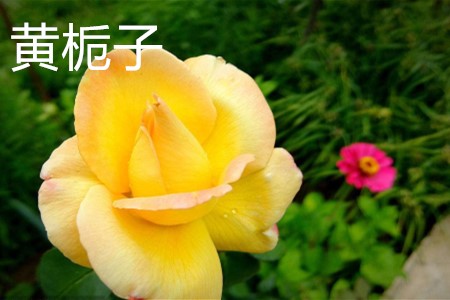 黃梔子，花.jpg