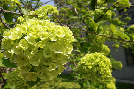 繡球花