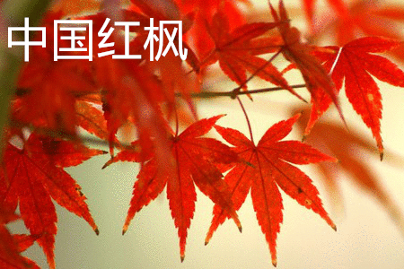 中國(guó)紅楓