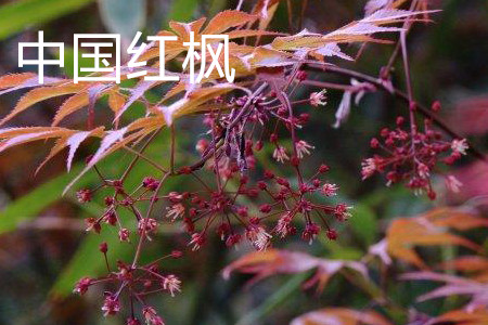 中國(guó)紅楓