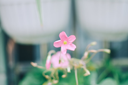 長(zhǎng)春花