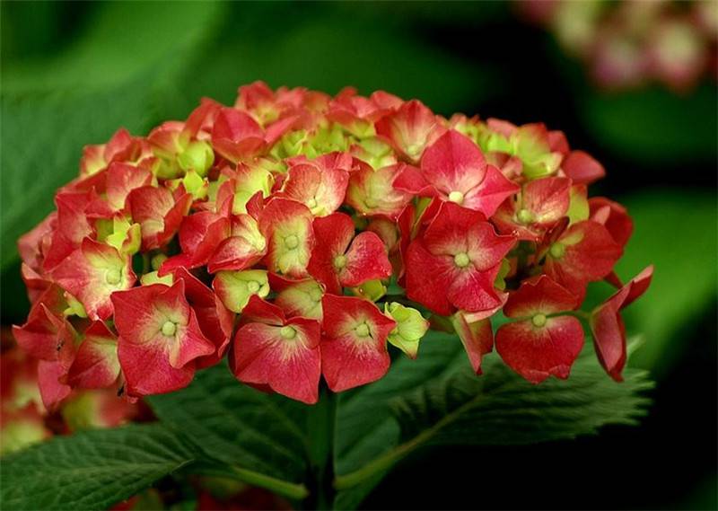 八仙花開，無盡夏來